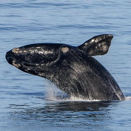 Whale Cove A103 Leilighet De Kelders Eksteriør bilde