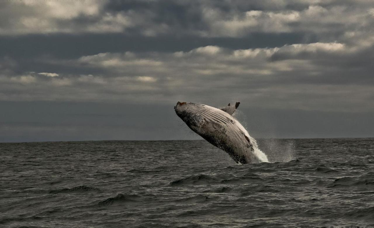 Whale Cove A103 Leilighet De Kelders Eksteriør bilde