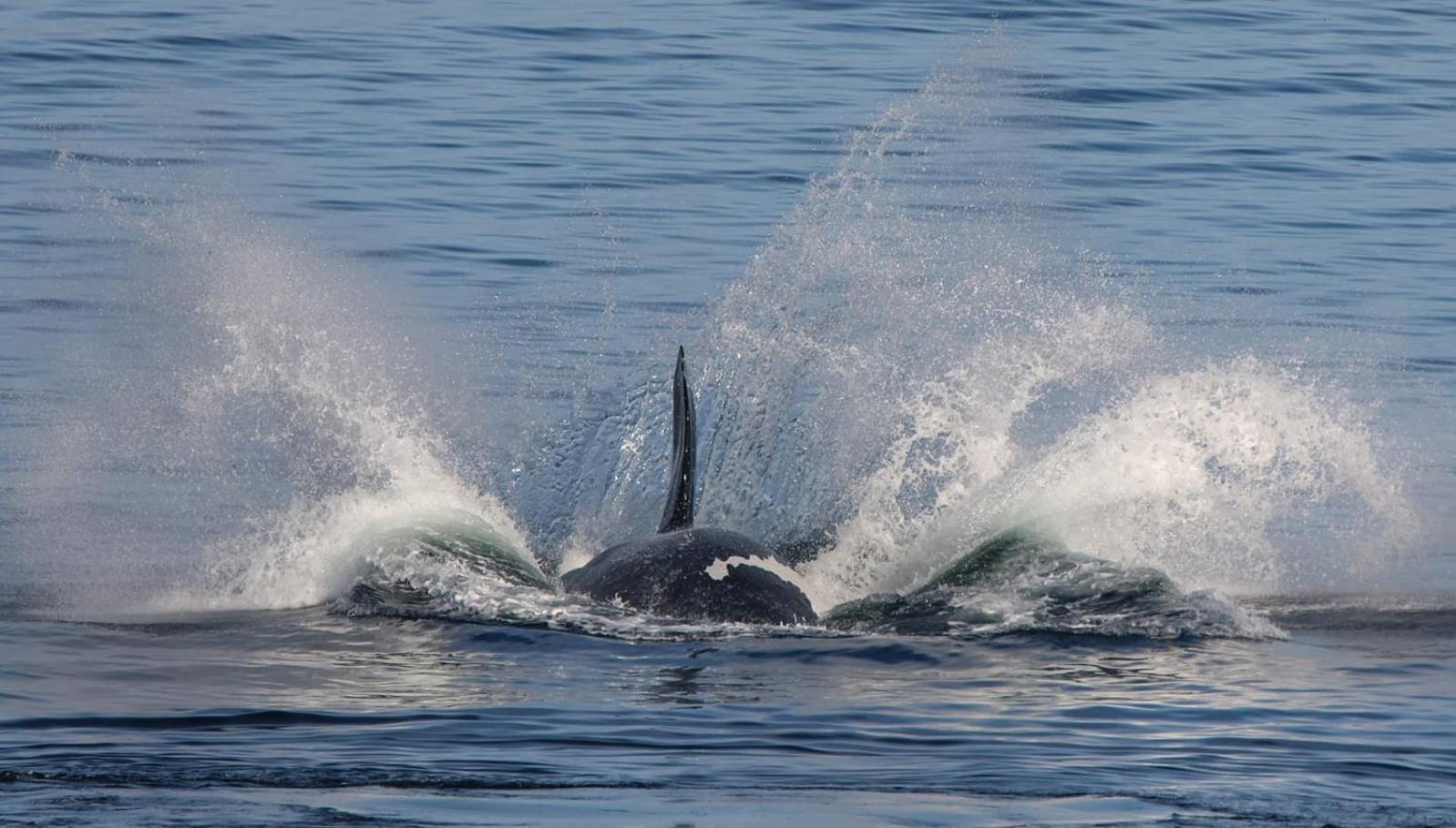 Whale Cove A103 Leilighet De Kelders Eksteriør bilde