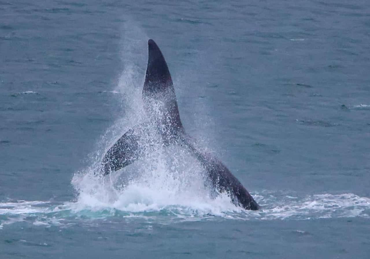 Whale Cove A103 Leilighet De Kelders Eksteriør bilde